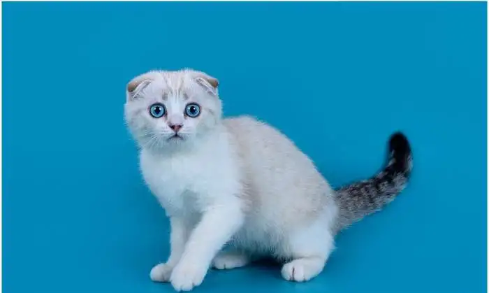 Шотландские короткошерстные голубоглазые малыши, фотография 2