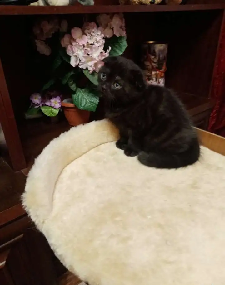Продам котят, фотография 9