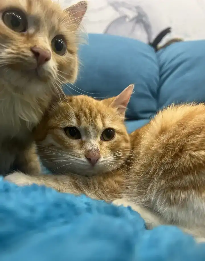 Котята - лучший подарок на новый год!!, фотография 13