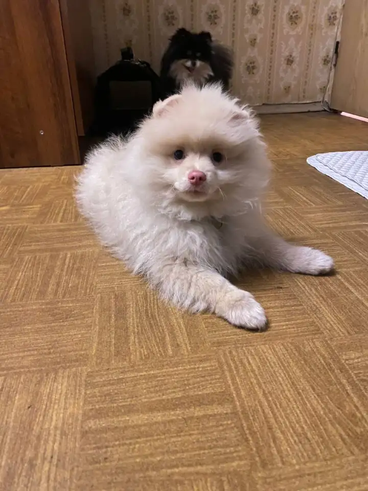 Немецкий шпиц, фотография 2