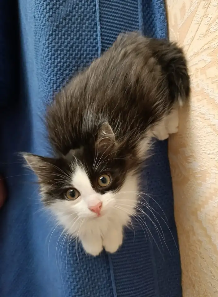 Котик в добрые руки, фотография 5