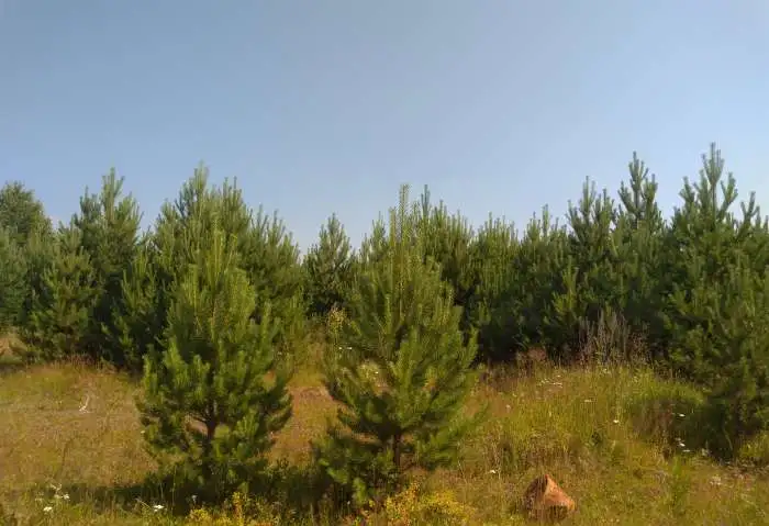 Саженцы и Крупномеры Хвойных Сосна обыкновенная, фотография 1