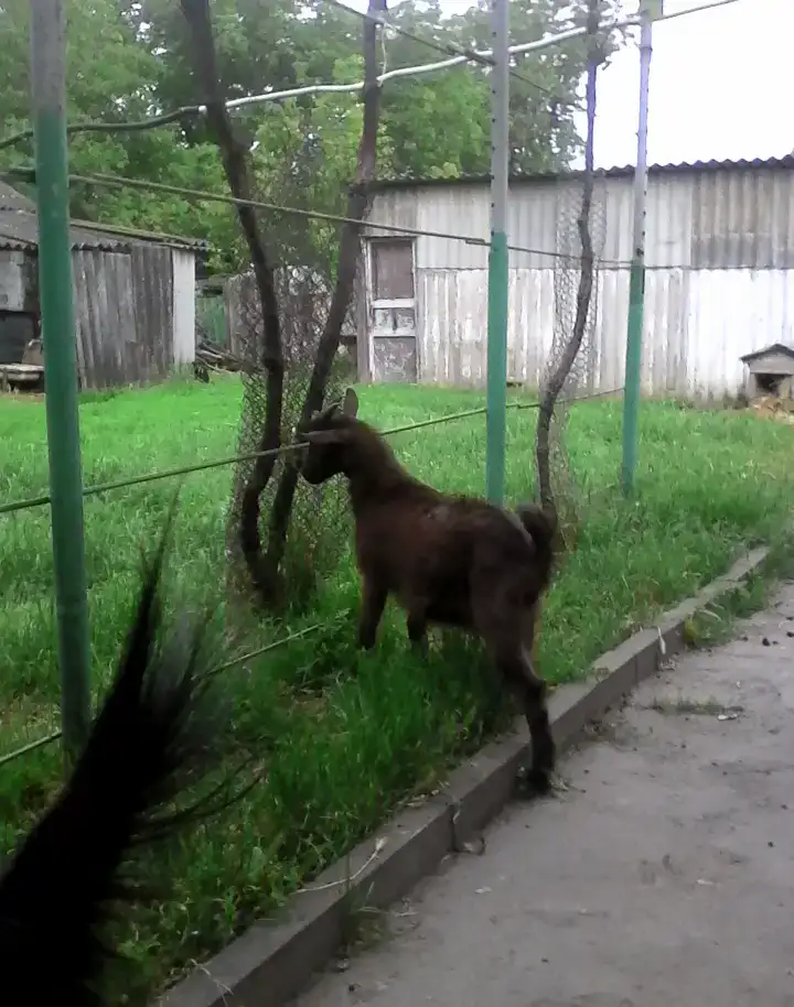 продаю свое, фотография 6