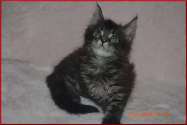 Породистый котик мейн-кун из питомника, фотография 5