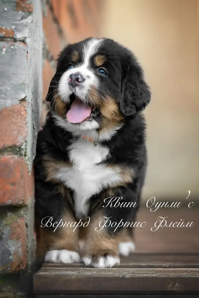 Продаются щенки Бернского зенненхунда, фотография 1