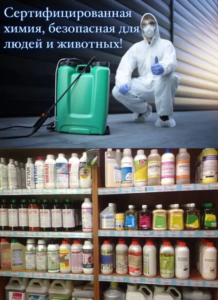 Дезинфекция Уничтожение тараканов клопов мышей Дезинсекция. Удаление запахов, плесени, фотография 4