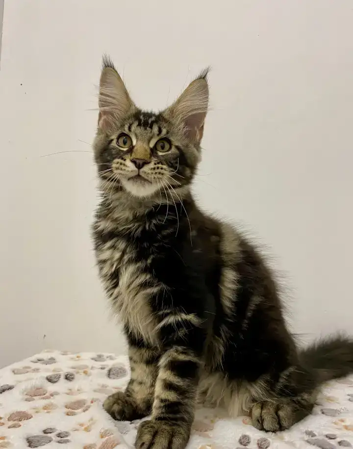Мейн-кун котик, фотография 5