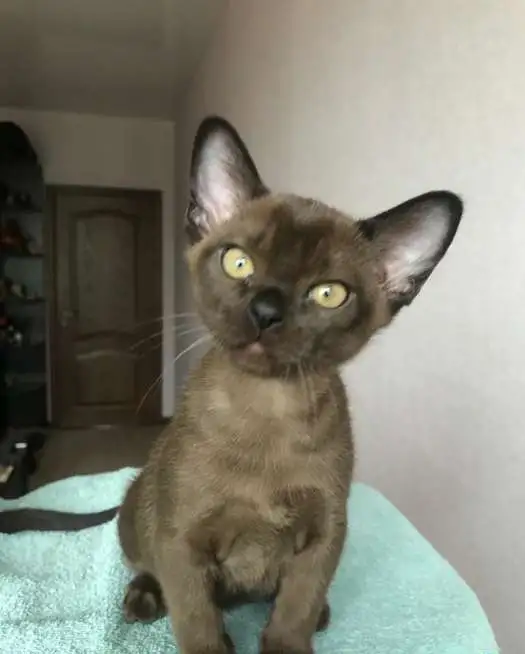 Продам Бурманские котята, фотография 4