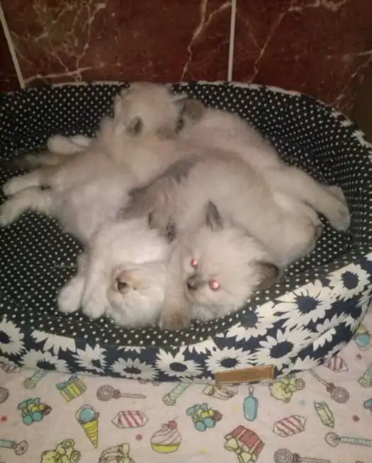 Продаю Невских Маскарадных котят., фотография 8