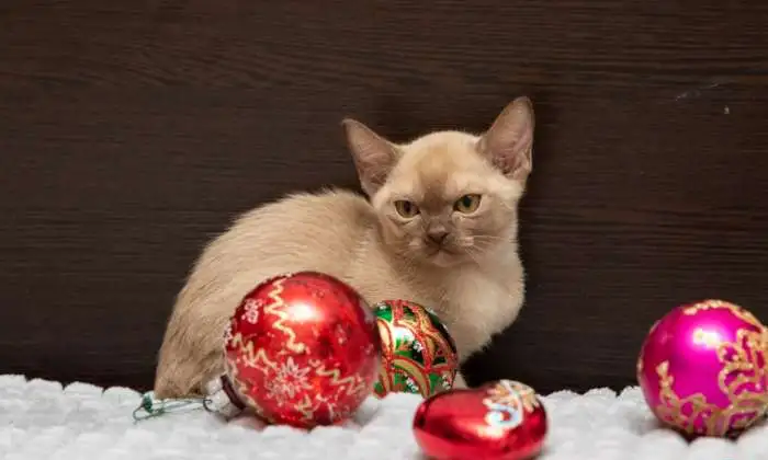 Бурманские котята, фотография 6