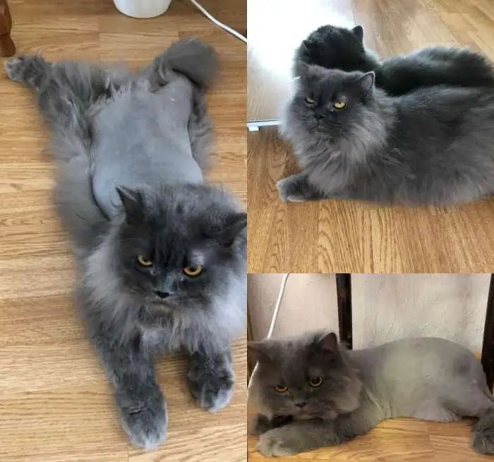 Стрижка кошек и собак, фотография 1