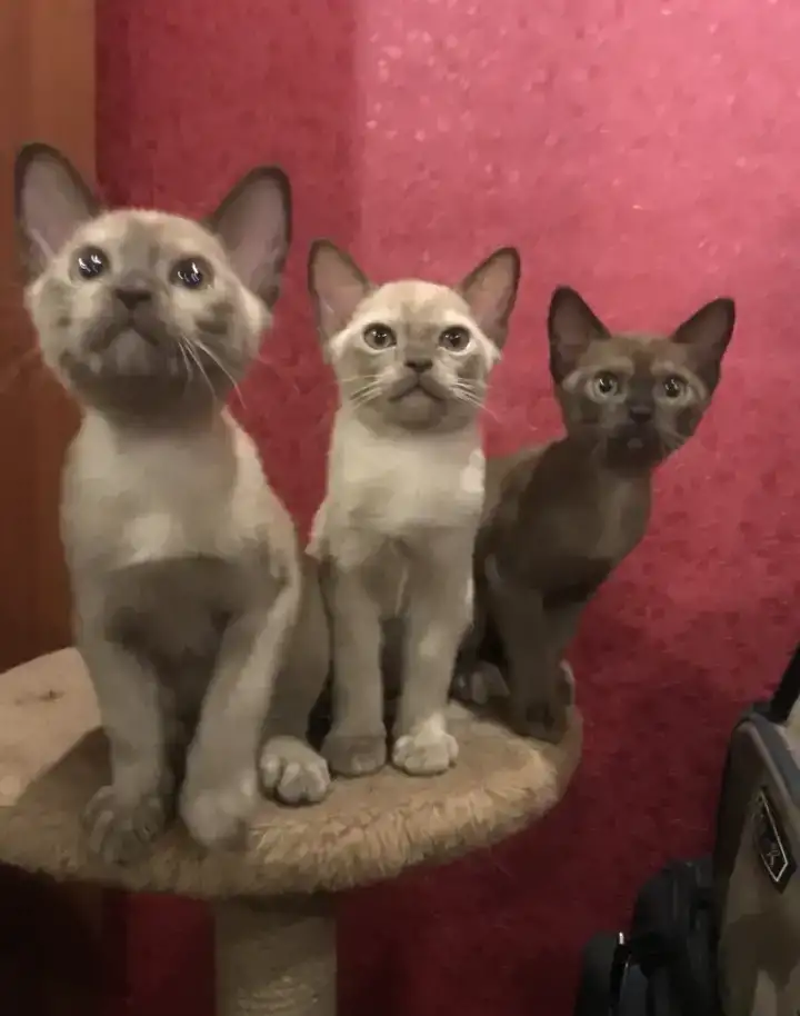 Котята Европейской бурмы, фотография 1