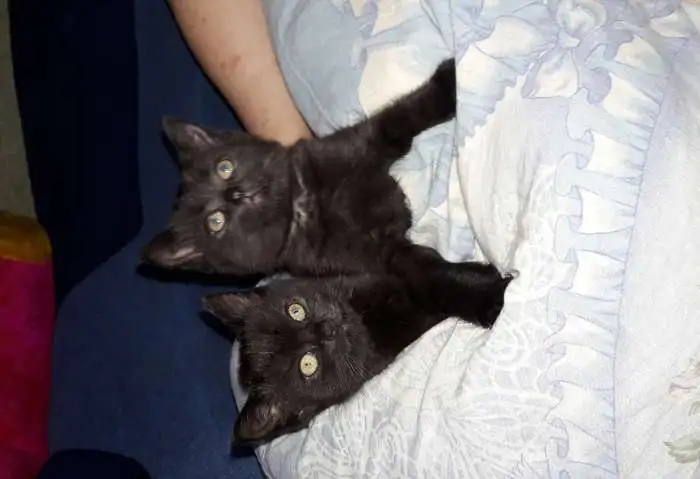 Продаю породистых вислоухих котят, фотография 2