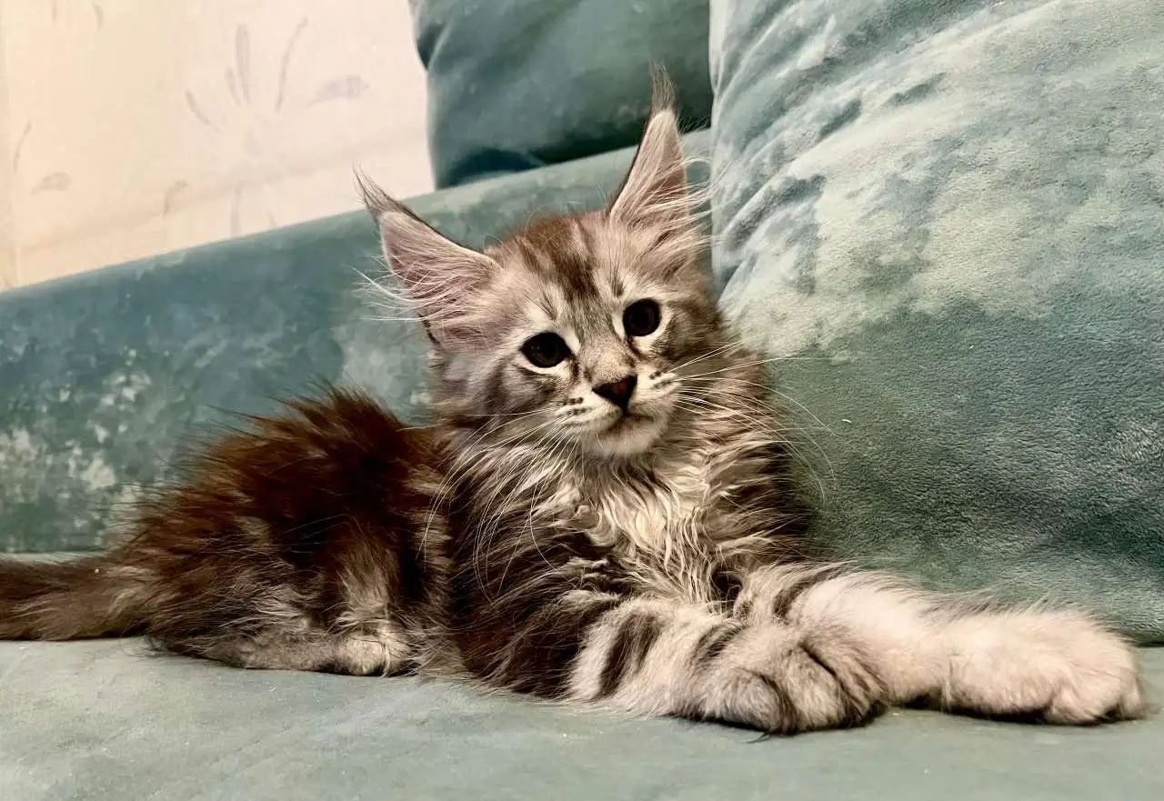 Котята породы майн-кун разных окрасов!, фотография 1