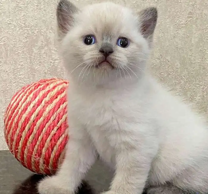 Продажа котят Шотландская Блю Поинт, фотография 2