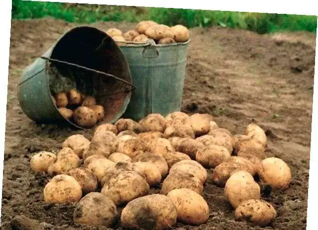 ДОСТАВКА КАРТОФЕЛЯ НА ДОМ В БАРНАУЛЕ, фотография 1