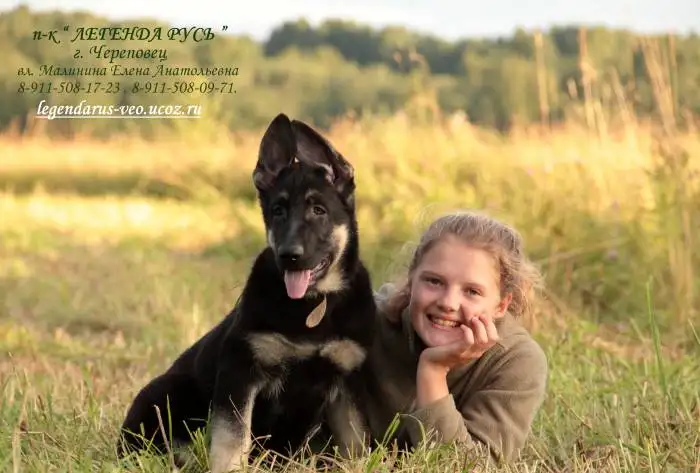 восточноевропейские овчарки, фотография 6