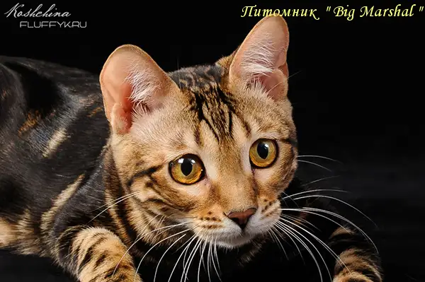 Бенгальские котята, фотография 12