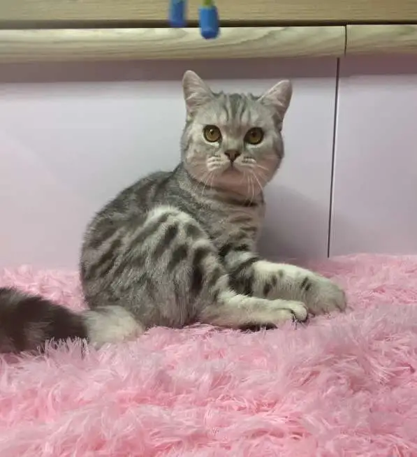 Британский котёнок, фотография 9