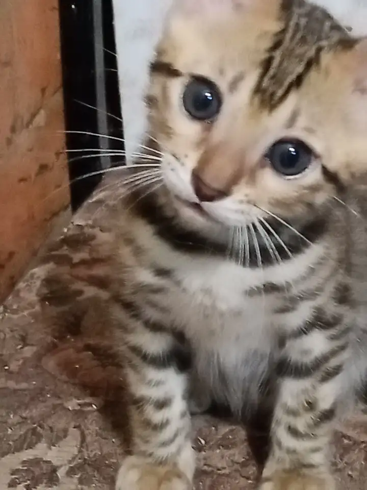 Продам Котят, фотография 1