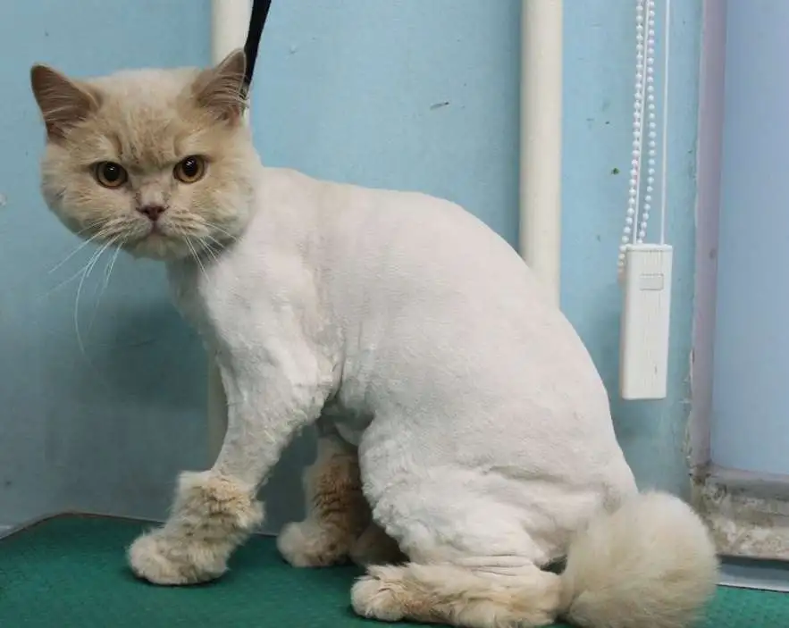 Стрижка кошек, фотография 4