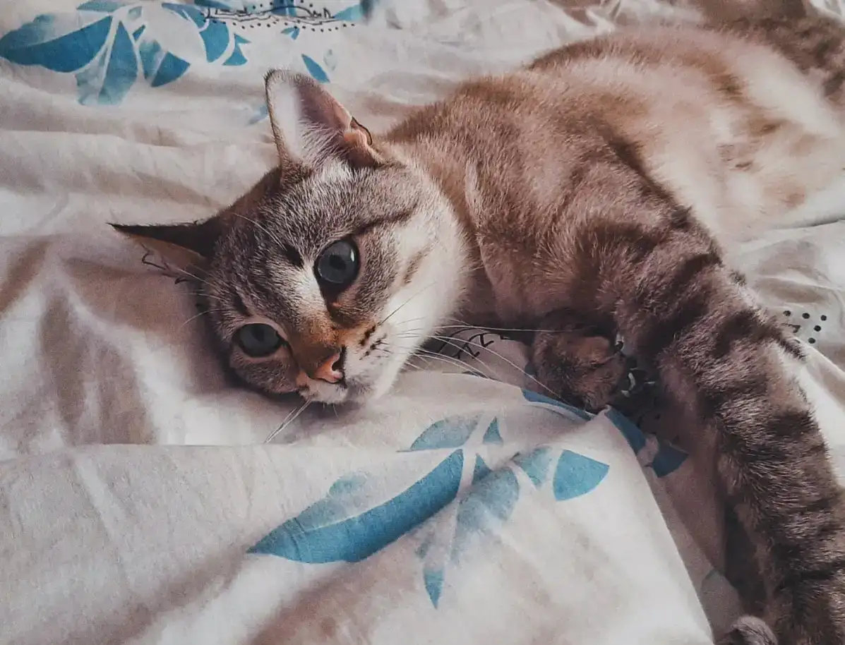 Тайский котик 9 мес., фотография 8