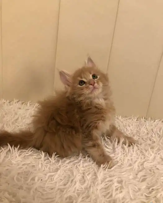 Котята мейн-кунята, фотография 2