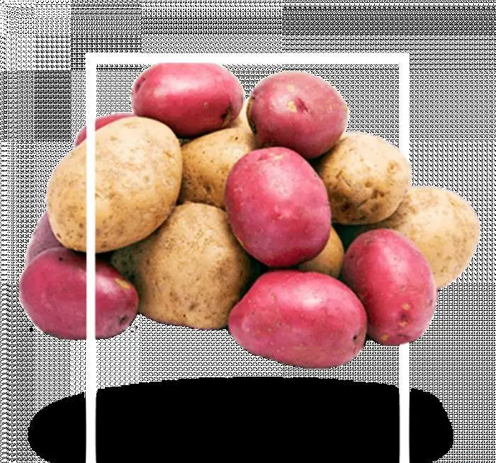 Картофель семенной оптом, фотография 1