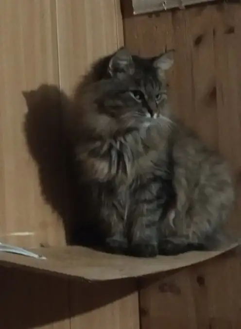 Ищем дом для кота Василия, фотография 4