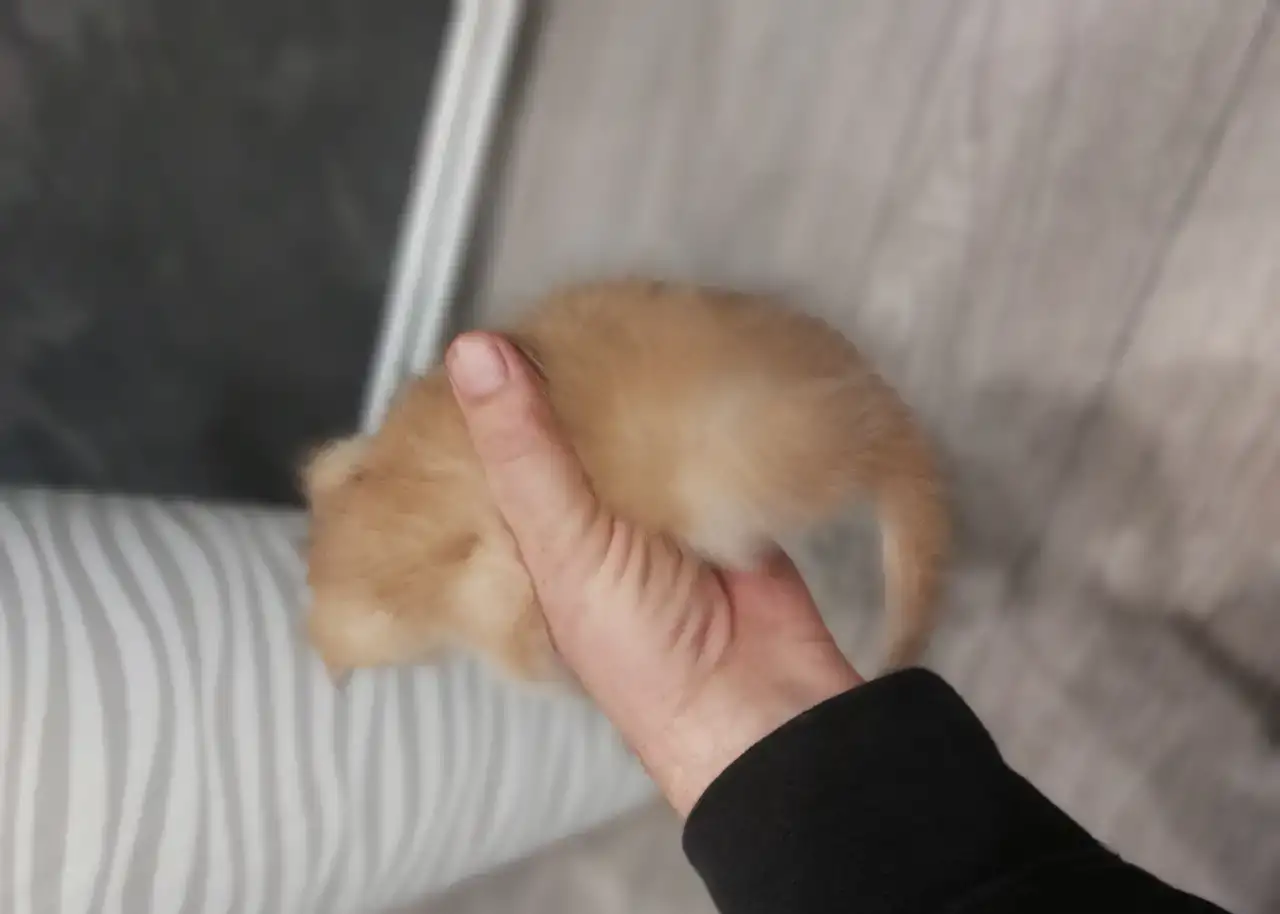 Клубные котята золотой шиншиллы, фотография 5