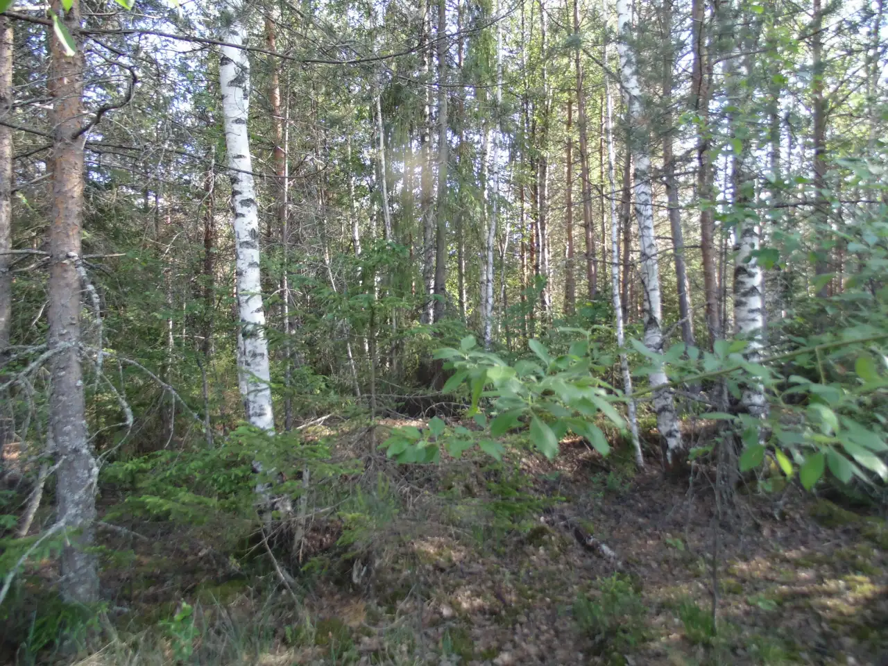 Участок 10 соток рядом с жд ст Грузино, фотография 2