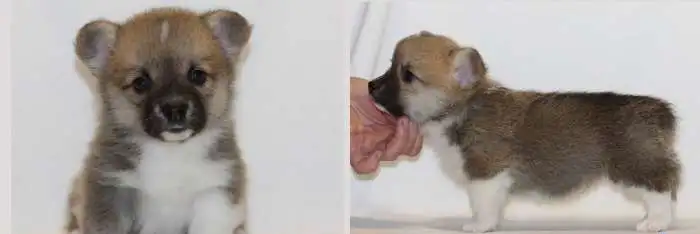 Щенки вельш корги пемброка, фотография 3