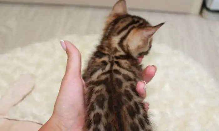 Бенгальские котята, фотография 7