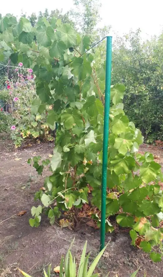 Продам дачу, Красноглинский район, п.Козелки, участок 659. 7,00 м2, фотография 7