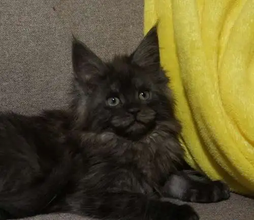 Котята мейн кун из питомника, фотография 7