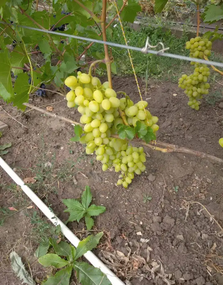 продам саженцы винограда, фотография 4