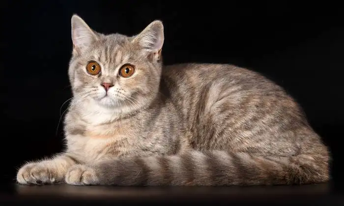 продаются котята британов с документами, фотография 4