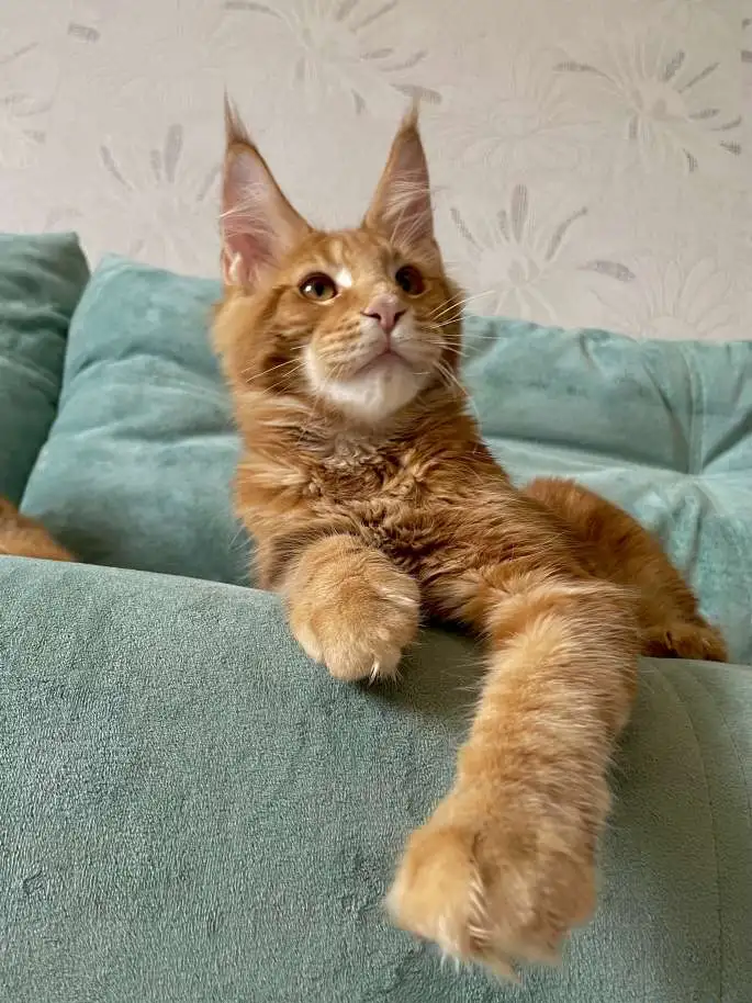 Котята породы мейн-кун, фотография 5
