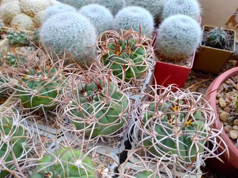 Кактусы, Gymnocalycium polycephalum от Kohres, фотография 3