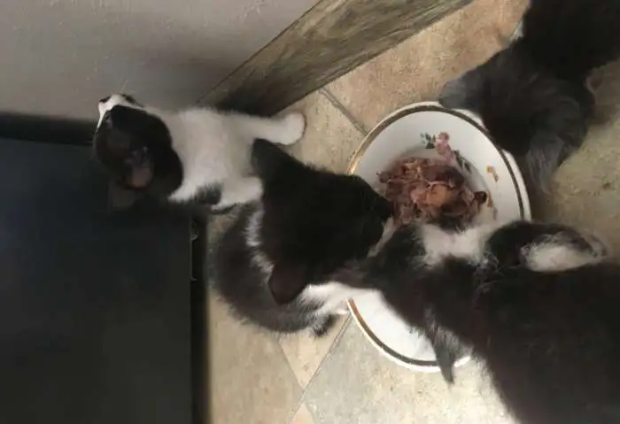 Котята в добрые руки, фотография 4