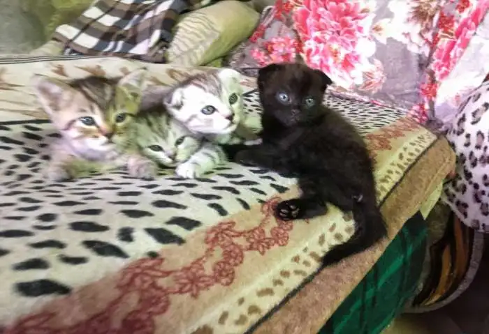 котята, фотография 2