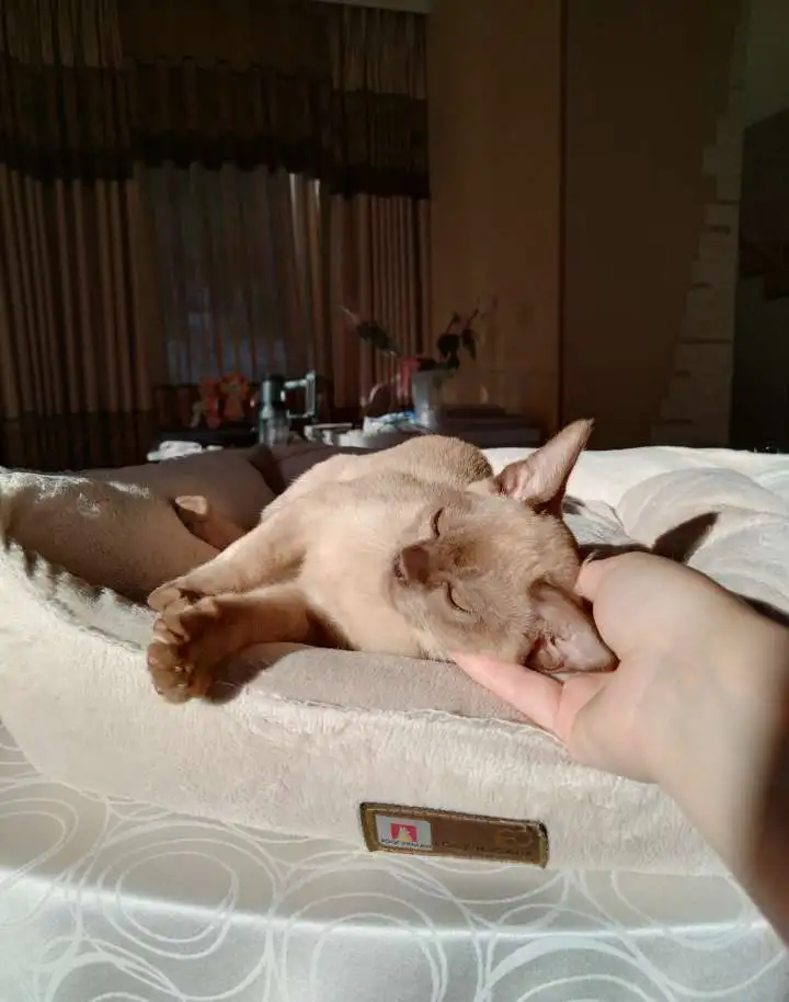 Котята европейской бурмы доступны , готовы к переезду., фотография 2