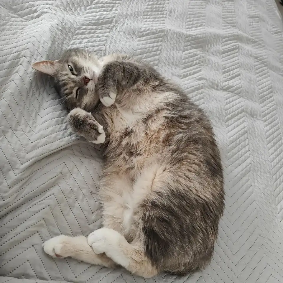 Кошка, фотография 8