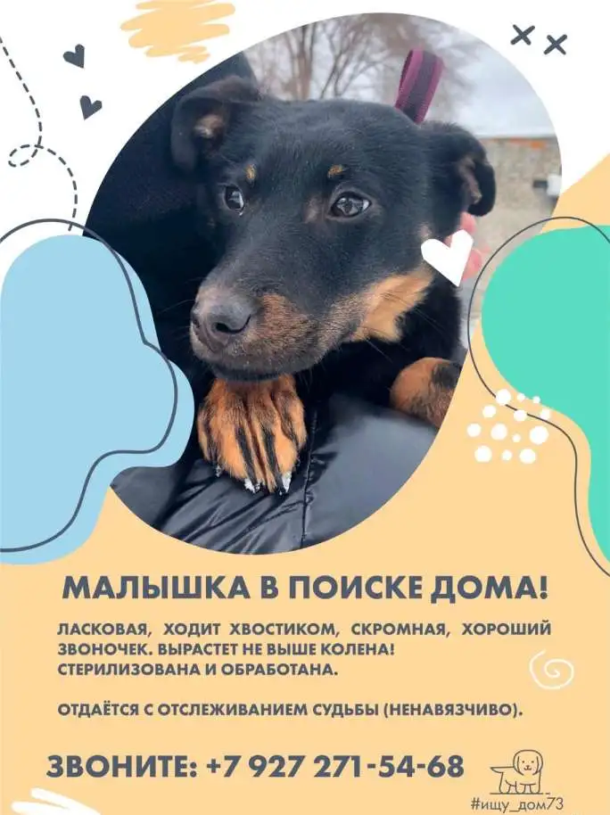 Замечательная ласковая девочка Буся ищет дом!, фотография 2