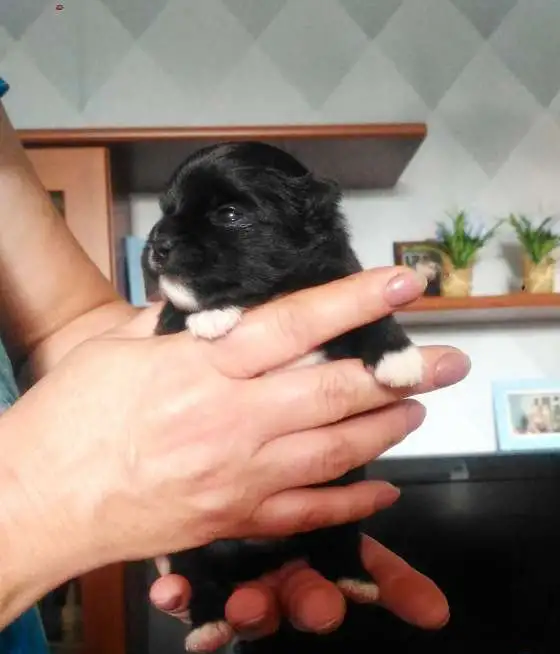 Продам щенка шпица дата рождения, фотография 2