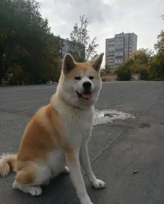 Продам продаются щенки японской, фотография 7