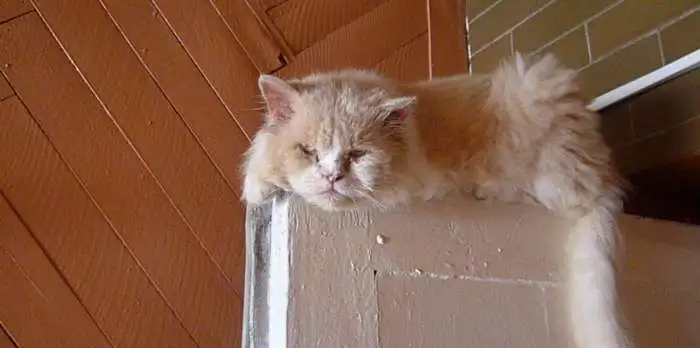 ПОТЕРЯЛСЯ КОТ (полуперс, бежево-белый)г.Ижевск, фотография 7