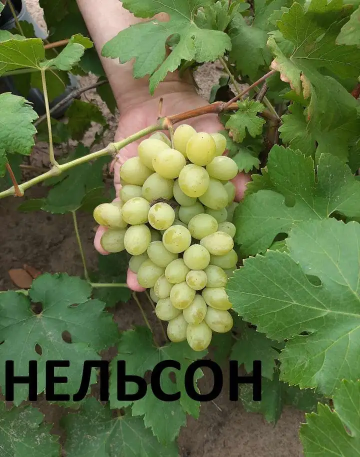 Саженцы Винограда, фотография 3