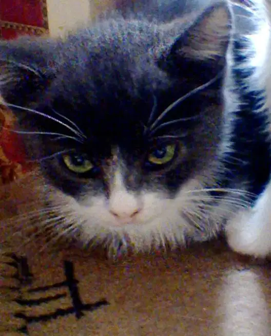 Отдам хороших котят!!!!, фотография 3