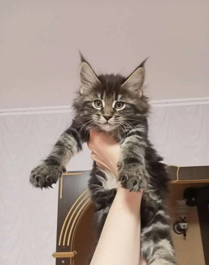 Котятки Мейн-кун, фотография 6